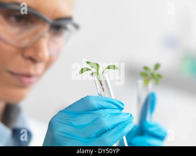 Des plantules de visualisation scientifique dans des tubes à essai au cours d'essais dans lab Banque D'Images