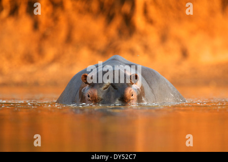 / Hippopotame Hippo - Hippopotamus amphibius - au coucher du soleil, Mana Pools National Park, Zimbabwe, Africa Banque D'Images