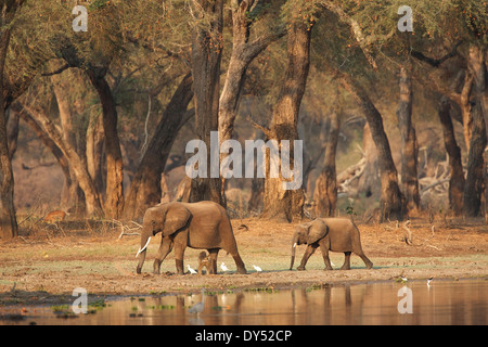 Les éléphants d'Afrique Loxodonta africana en passant devant un étang en bois d'acacia à l'aube, Mana Pools National Park Zimbabwe Banque D'Images