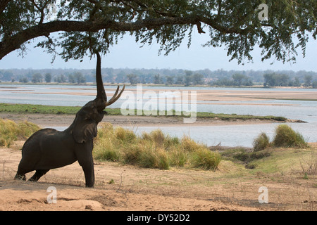 African elephant - Loxodonta africana - atteignant jusqu'à acacia, Mana Pools National Park, Zimbabwe, Africa Banque D'Images