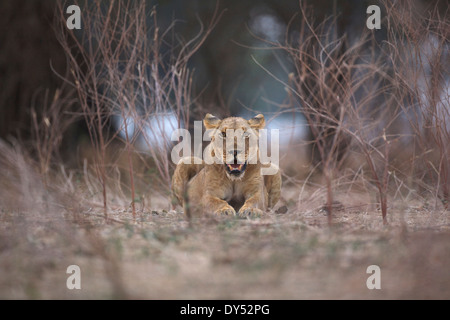 Lionne - Panthera leo - dans la lumière du soir Banque D'Images