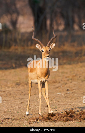 Impala - Aepyceros melampus - ram Banque D'Images