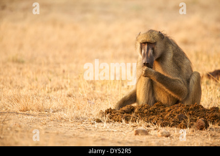 Babouin Chacma - Papio cynocephalus ursinas - alimentation à l'aube Banque D'Images