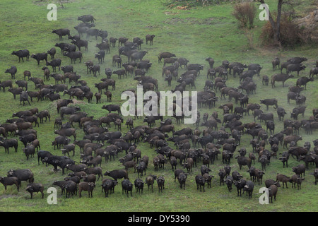 Vue aérienne d'un troupeau de bisons, Okavango Delta, Chobe National Park, Botswana, Africa Banque D'Images