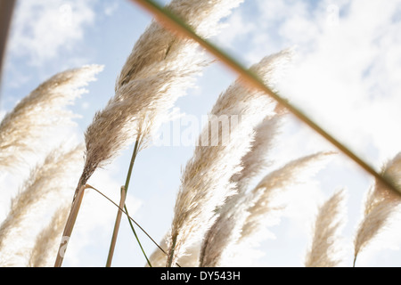 Close up de pampas grass in sunlight Banque D'Images