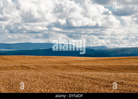 Un champ d'orge mûr sur Stonewall Hill près de Knighton, Powys. Hay Bluff et de la Montagne Noire du Pays de Galles sont à l'arrière-plan Banque D'Images