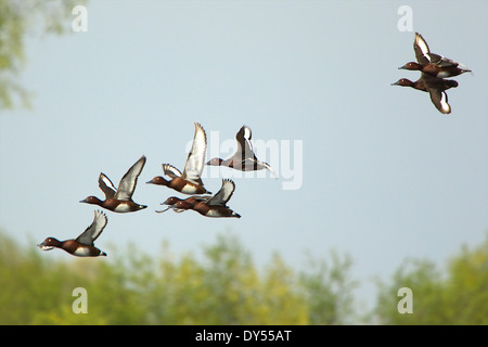 Red Crested Pochard - Netta rufina - en vol Banque D'Images