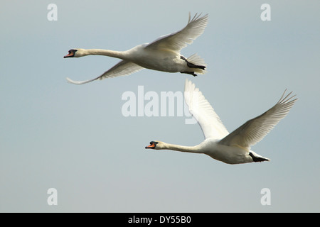 Cygne tuberculé - Cygnus olor - en vol Banque D'Images