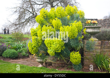 Un magnifique grand Euphorbia characias wulfenii Banque D'Images