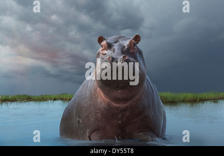 Hippopotame (Hippopotamus amphibius) Banque D'Images