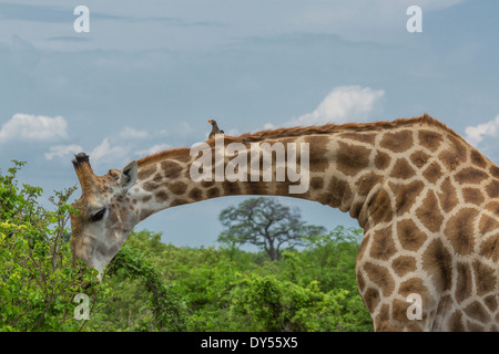 Girafe (Giraffa camelopardalis) manger les feuilles Banque D'Images