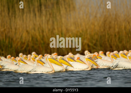 Le pélican blanc, le Delta du Danube, Roumanie Banque D'Images