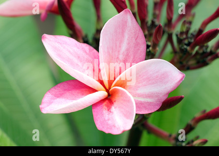 Macro de pink plumeria ou fleur de frangipanier sur l'arbre dans le jardin. Banque D'Images