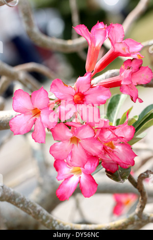 Adenium rose fleur sur arbre dans le jardin. Banque D'Images