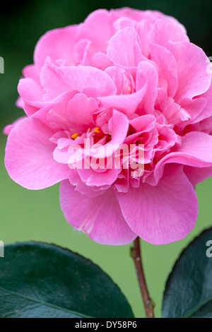 Close up de Camellia x williamsii Debbie,Camellia. Arbuste, mars. Seule fleur rose vif. Banque D'Images