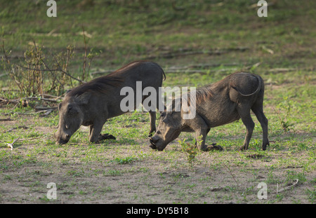 Phacochère (Phacochoerus aethiopicus) mange de l'herbe Banque D'Images