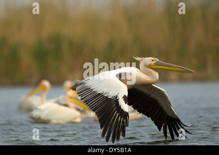 Le pélican blanc, le Delta du Danube, Roumanie Banque D'Images