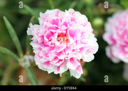 Fleur Rose pourpier commun dans le jardin. Banque D'Images