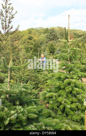 Colin Griffith l'arbre de Noël producteur à Wellington, Herefordshire Banque D'Images