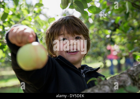 Portrait of a Boy holding up apple fraîchement cueillies Banque D'Images