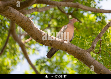 Un pigeon Picazuro, Patagioenas picazuro dans la Costanera Sur réserve naturelle sur les rives de la Plata, Buenos Aires, Banque D'Images