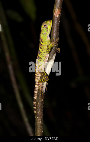 Une jeune forêt amazonienne Dragon (Enyalioides laticeps) reposant sur une branche mince dans la nuit dans le bassin de l'Amazone au Pérou Banque D'Images