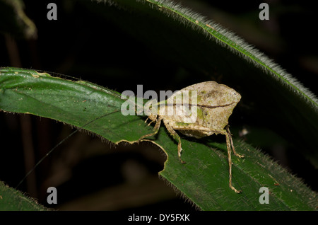 Katydid nocturne ressemblant à une feuille morte dans la forêt amazonienne à Loreto, le Pérou. Banque D'Images