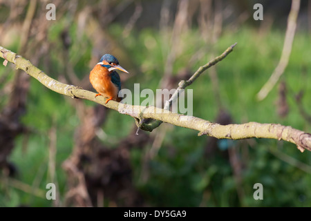 Kingfisher assis sur une branche d'arbre à autour, essayant de repérer les poissons dans la rivière ci-dessous. Banque D'Images