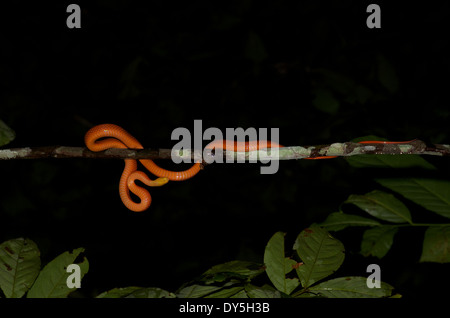 Un serpent Calico à tête jaune (Oxyrhopus formosus) sur une fine branche, comme vu ci-dessous, directement à partir du bassin de l'Amazone au Pérou. Banque D'Images