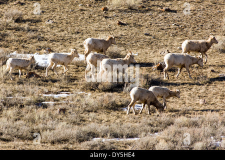 Mouflons, brebis et agneaux, Ovis canadensis, près de Jackson Hole, Wyoming, USA Banque D'Images