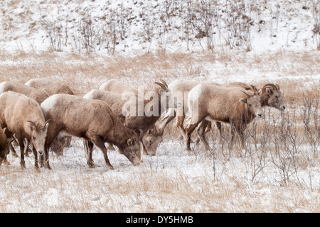 Un troupeau de Rocky Mountain bighorn (Ovis canadensis) à la fin de l'hiver dans le parc national Jasper, Alberta, Canada. Banque D'Images