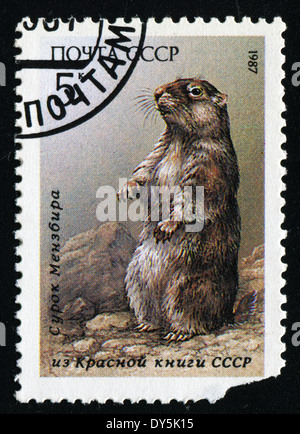 Urss - circa 1987 : timbre imprimé en Russie montre marmot, écrit vers 1987 Banque D'Images
