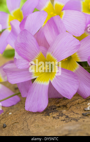 Comosa Oxalis fleurs. Banque D'Images