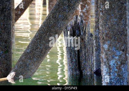 Balane pieux incrustés en dessous d'un dock à Fanny Bay sur l'île de Vancouver, Colombie-Britannique Banque D'Images