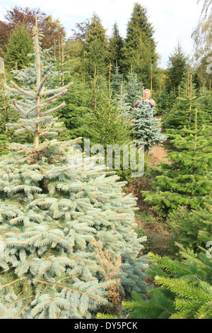 Colin Griffith l'arbre de Noël producteur à Wellington, Herefordshire Banque D'Images