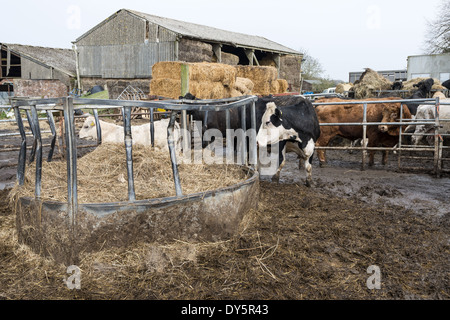 Ferme de bétail près de Brockenhurst dans la New Forest Hampshire England UK Banque D'Images