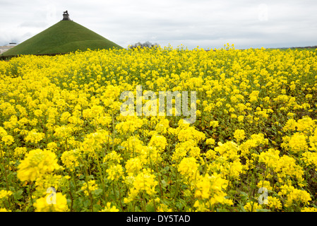 WATERLOO, Belgique — des fleurs sauvages jaunes fleurissent dans les champs préservés du champ de bataille historique de Waterloo, avec la butte du Lion en arrière-plan. La colline artificielle, surmontée de son emblématique statue de lion en fonte, marque l'endroit où le prince d'Orange a été blessé lors de la bataille de Waterloo. Le paysage pastoral conserve une grande partie de son caractère historique de la célèbre bataille du 18 juin 1815. Banque D'Images