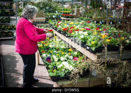 La sélection de la clientèle primroses acheter en centre d'un jardin anglais Banque D'Images