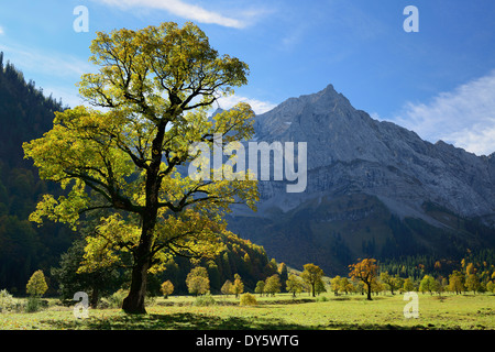 L'érable sycomore en couleurs d'automne avec Spritzkarspitze, Grosser Ahornboden, FRA, gamme de Karwendel, Tyrol, Autriche Banque D'Images