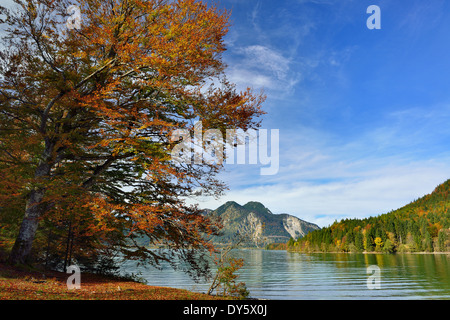 En hêtre couleurs d'automne au lac Walchensee, le lac de Walchensee, Bavarian foothills, Haute-Bavière, Bavière, Allemagne Banque D'Images