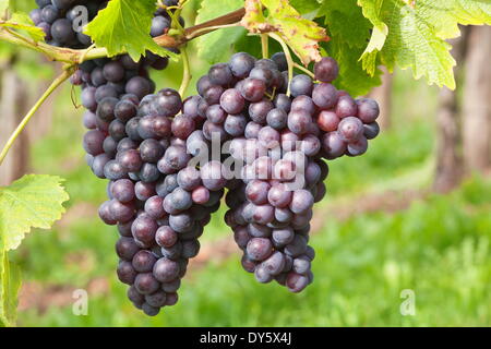 Vin rouge le raisin, Uhlbach, Baden Wurtemberg, Allemagne, Europe Banque D'Images