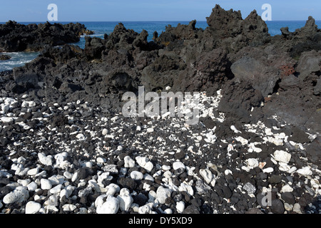 La lave noire et blanc de corail, la baie de Kealakekua, Captain Cook, Kailu Kona, Big Island, Hawaii, USA Banque D'Images