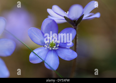 L'hépatique, Hepatica nobilis, fleurs, fleur de l'année 2013, Bavière, Allemagne Banque D'Images