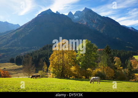 Bêtes à nourrir près de Ramsau, vue sur Hochkalter, région de Berchtesgaden, le parc national de Berchtesgaden, Allemagne, Banque D'Images