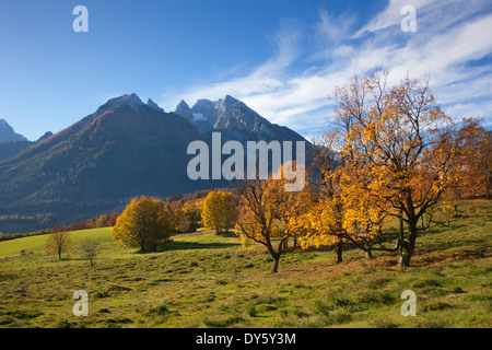 Prairie avec des arbres d'automne près de Ramsau, vue du Hochkalter, région de Berchtesgaden, le parc national de Berchtesgaden, Upper Bavaria, Ge Banque D'Images