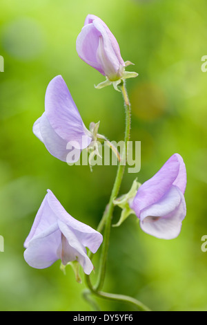 Close up de Lathyrus odoratus Lady Grisel Hamilton, Pois. L'été. Lilas/violet fleurs parfumées. Banque D'Images