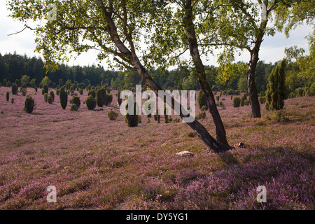 Les bouleaux et les fleurs de bruyère, Lueneburg Heath, Basse-Saxe, Allemagne, Europe Banque D'Images