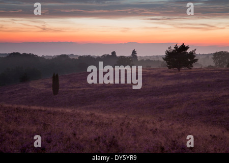 Heather au crépuscule, Lueneburg Heath, Basse-Saxe, Allemagne, Europe Banque D'Images