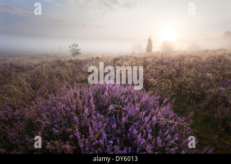 Juniper et fleurs de bruyère dans la brume du matin, Lueneburg Heath, Basse-Saxe, Allemagne, Europe Banque D'Images