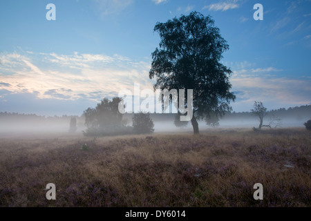 Les bouleaux et les fleurs de bruyère dans la brume du matin, Lueneburg Heath, Basse-Saxe, Allemagne, Europe Banque D'Images